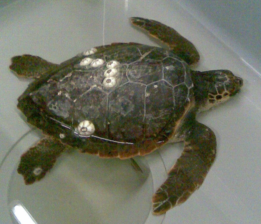 turtles@unicam